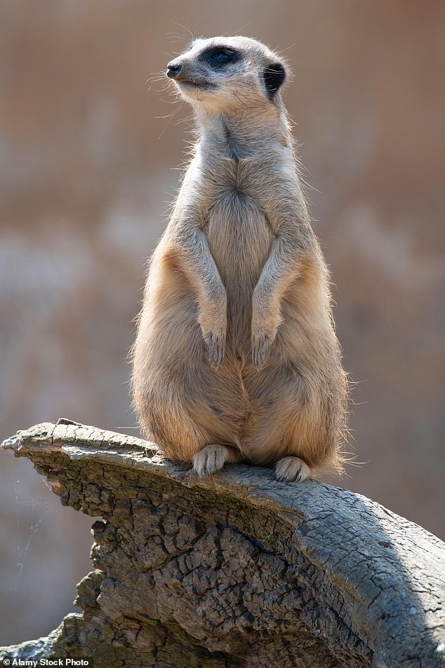 A meerkat, not necessarily the one pictured above, was taken to the pub by Marsh - effectively exempting her from keeping lemurs