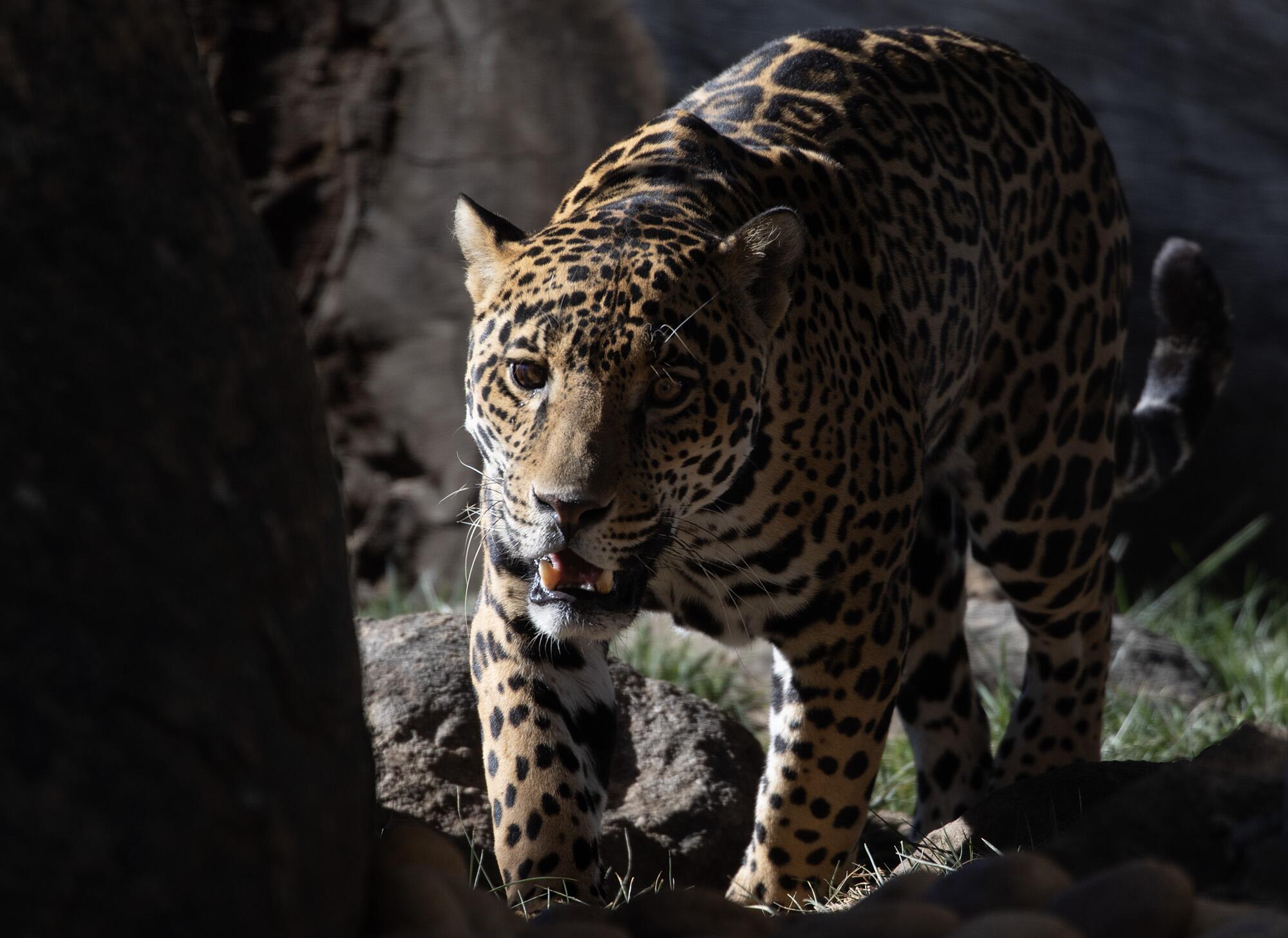 Eddie, a 3-year-old jaguar