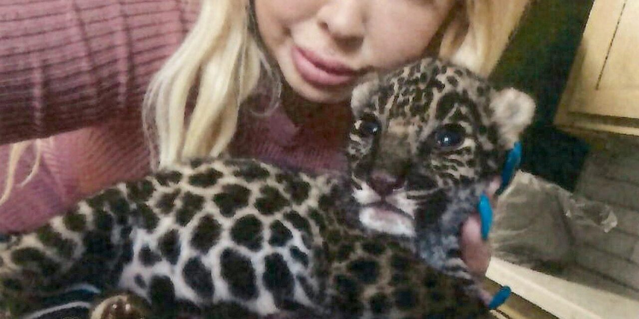 OnlyFans, trafficking and drug dealers: How a jaguar cub wound up in a California suburb