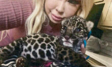 OnlyFans, trafficking and drug dealers: How a jaguar cub wound up in a California suburb