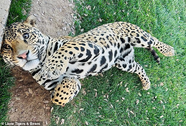 Eddie lies on the grass of his enclosure, which neighbors a grizzly bear and a lion