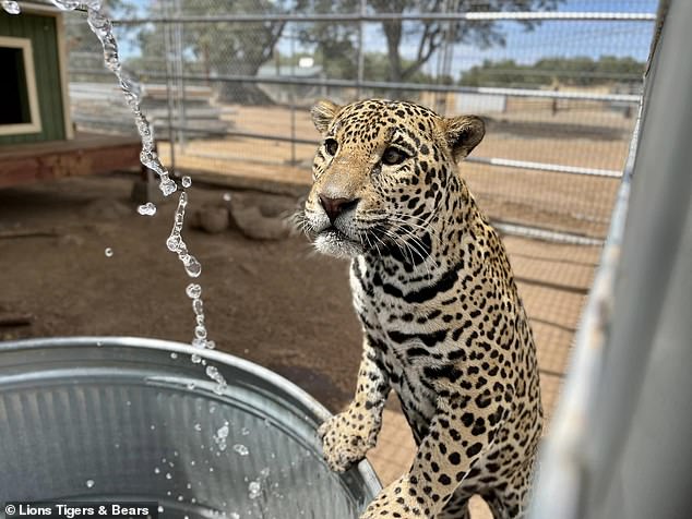 Eddie is pictured fully grown in his habitat at the Lions Tigers & Bears Sanctuary