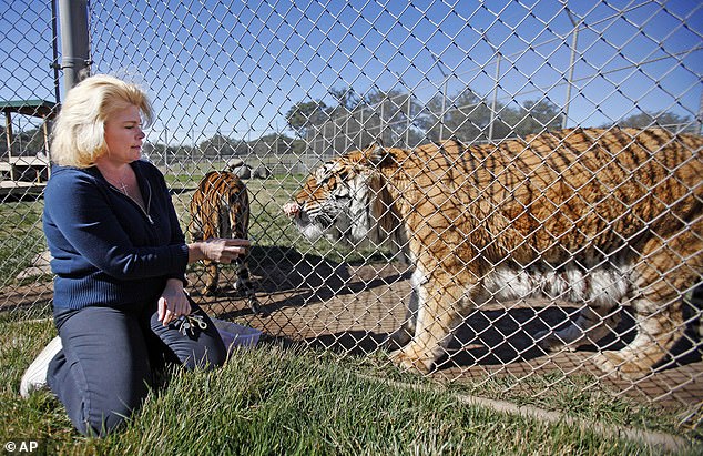 Bobbi Brink, pictured, runs the Lions Tigers & Bears Sanctuary in San Diego County. She began seeing pictures and videos of a jaguar cub in California circulating on the social media