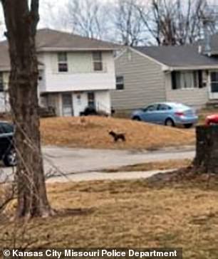 Aubrey Jones, now 25, allegedly posted videos to OnlyFans in various sexual encounters with a gray pit bull named Rocko (pictured)