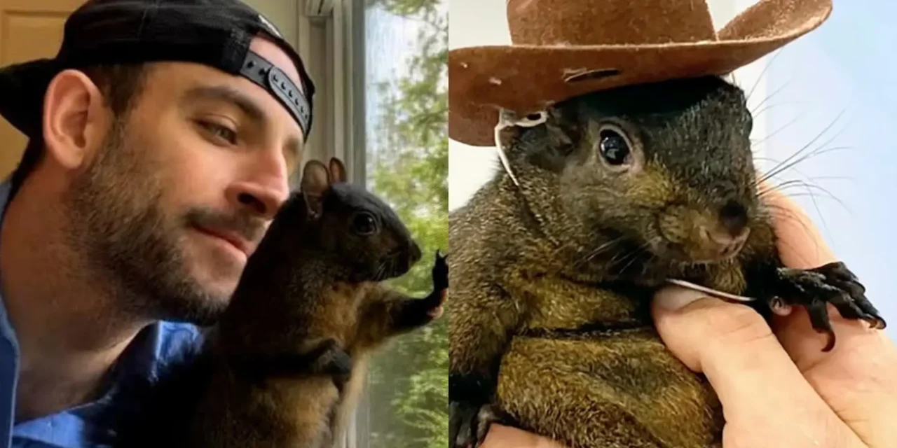 Here’s WHAT Mark Longo Said On Allegations of Using His Pet Peanut The Squirrel’s Death To Promote OnlyFans