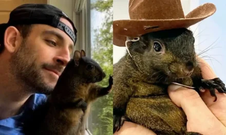 Here’s WHAT Mark Longo Said On Allegations of Using His Pet Peanut The Squirrel’s Death To Promote OnlyFans