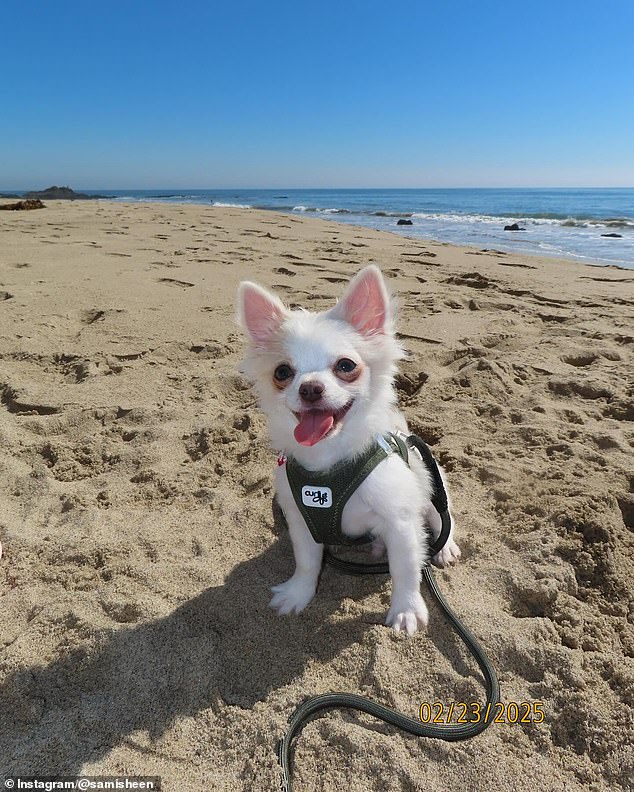 The small pooch was white with cute pink ears and a black harness