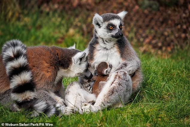 The media personality fought a legal battle to be able to keep eight ring-tailed lemurs at Fripps Farm in Lindsell, Essex